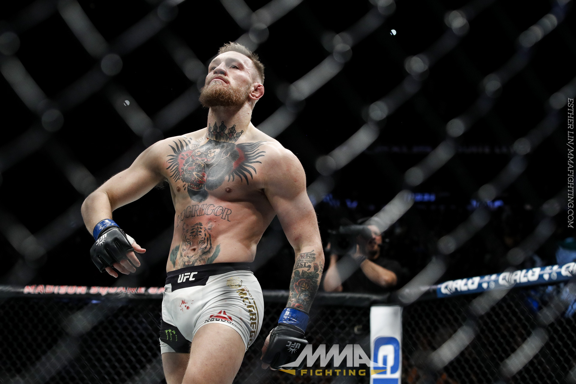 UFC 205 photos